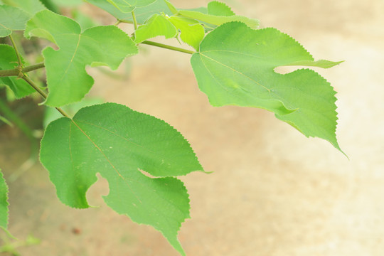枸樹葉子