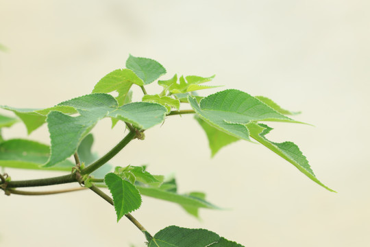 枸樹葉