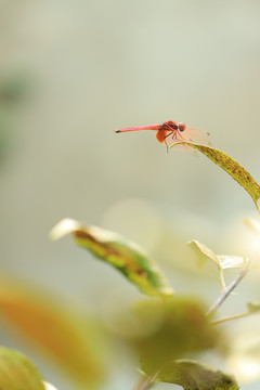 蜻蜓与绿叶