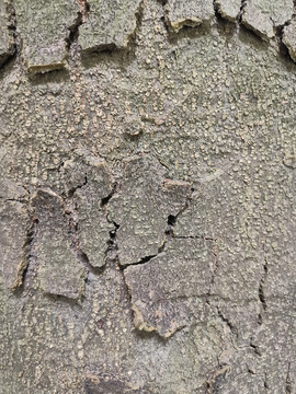 龜裂樹皮紋理
