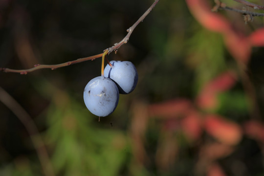 野生蓝莓