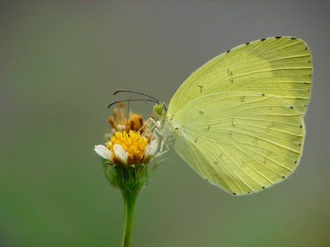 一只访花的黄粉蝶