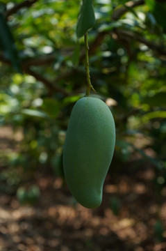 田东桂七芒果