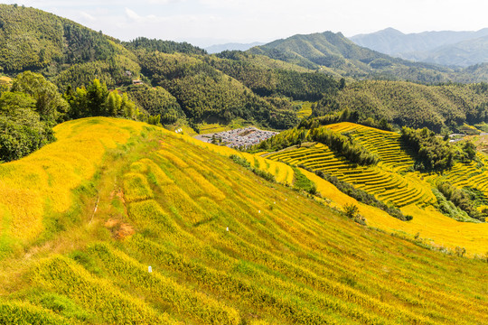 稻田美景