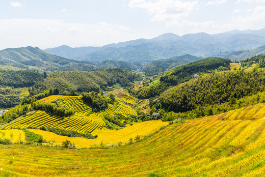 稻田美景