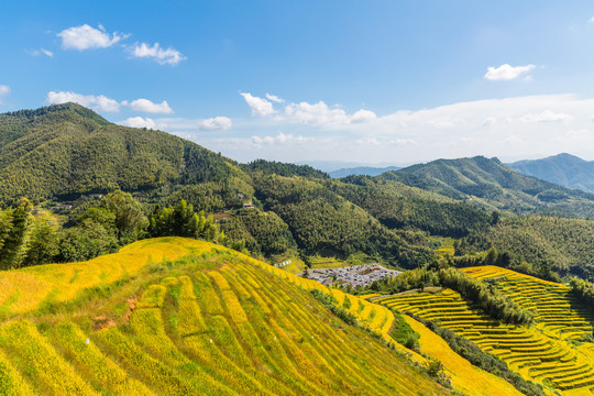 稻田美景