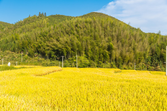 水稻田