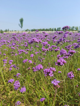 紫色花海