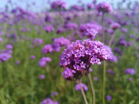 紫色花海