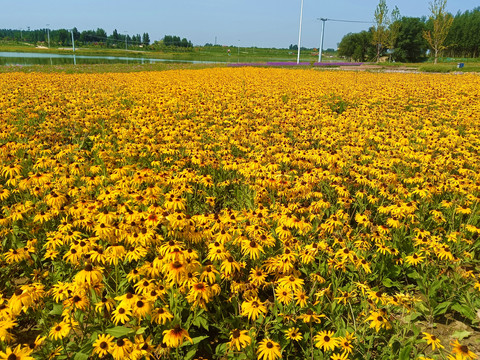 金光菊花海