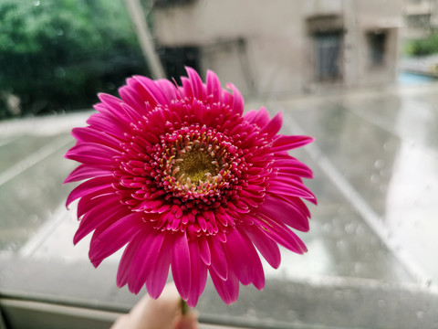 非洲菊特写