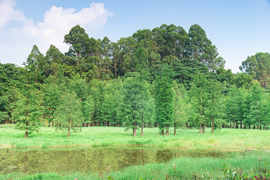 树林野草湿地