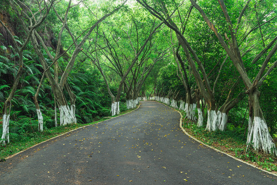 林间道路