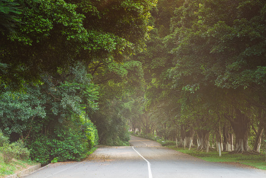 山间树林公路