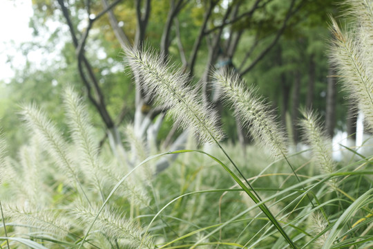 狗尾巴草