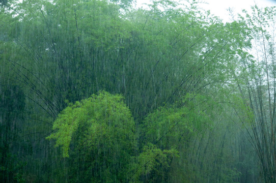 德宏竹子雨竹竹叶竹枝