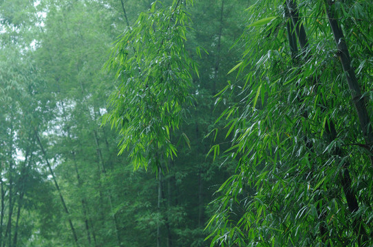 德宏竹子凤尾竹竹林雨竹