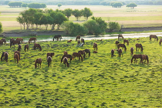 草原湿地牧场马群