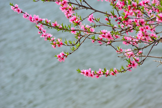 水面的桃花