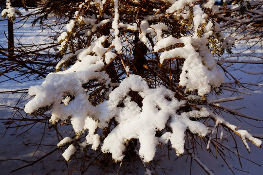 春雪阳光松树