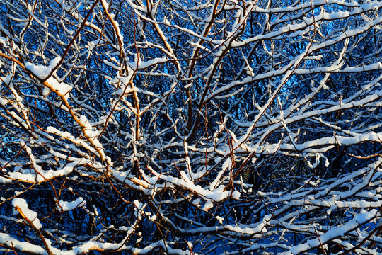 蓝天树枝冬季雪