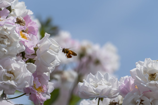 蔷薇花与蜜蜂