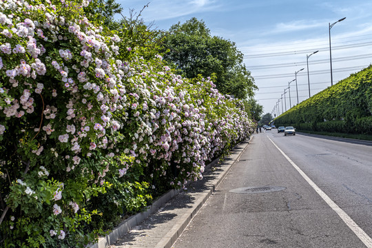 蔷薇花