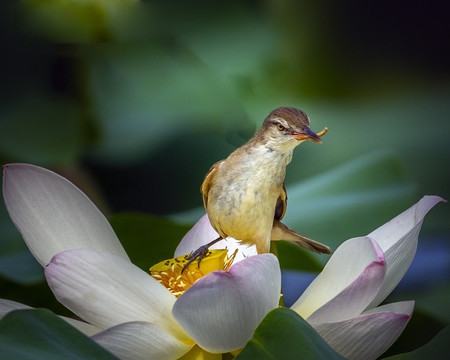 大苇莺与荷花