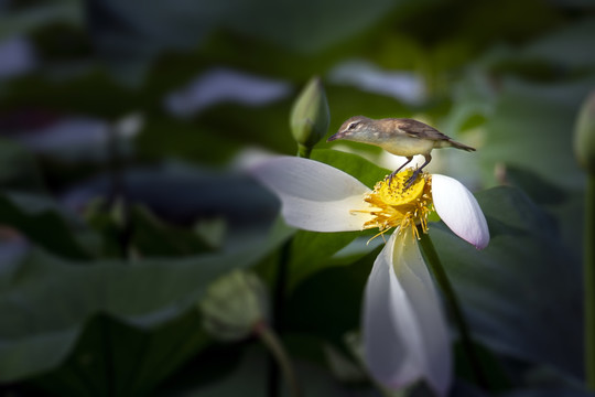 大苇莺与荷花