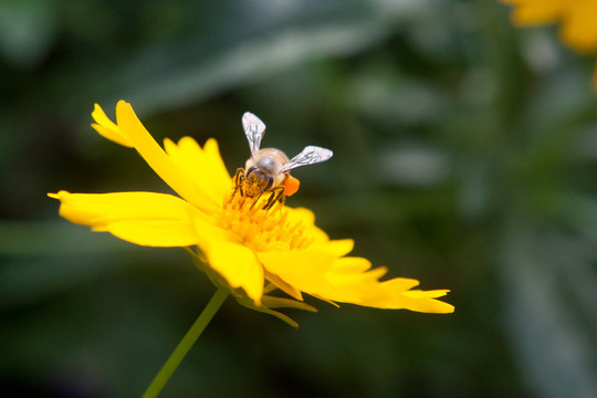停在菊花上的蜜蜂