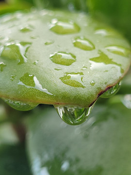 植物花草