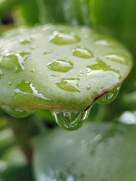 水滴多肉