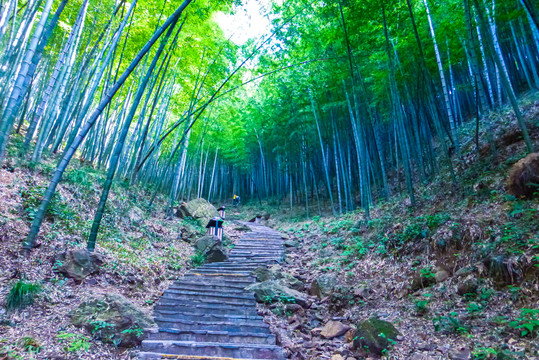 南山竹海