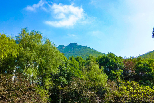 江苏南山竹海