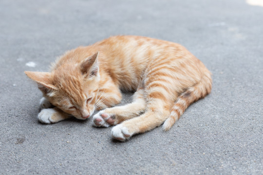 田园猫猫咪幼崽