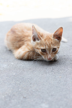 田园猫猫咪幼崽