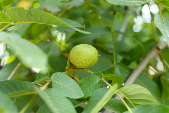 核桃树果实