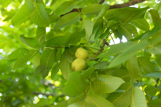 核桃树果实