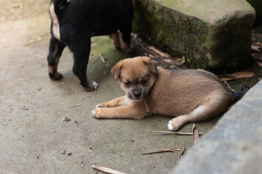 土狗幼崽