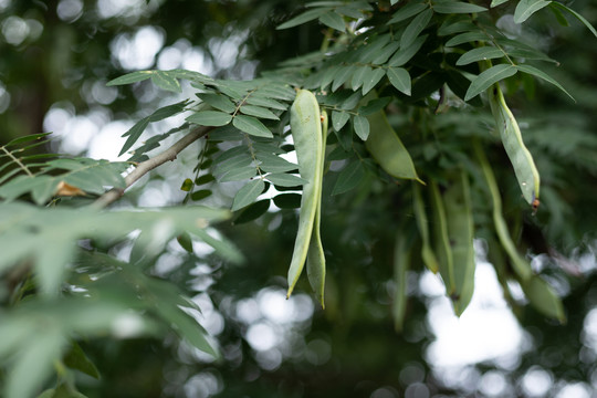 天然中药材皂角树