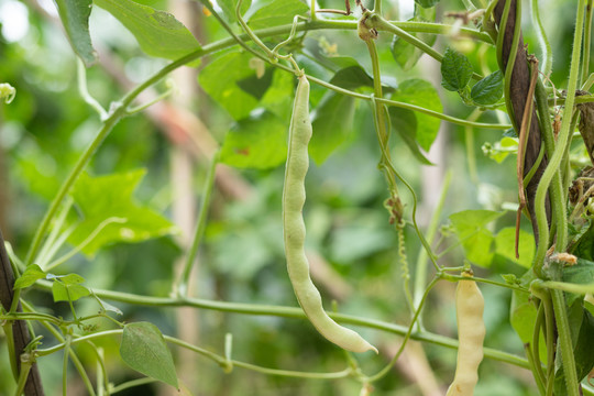 菜地里的四季豆