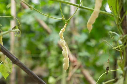 菜地里的四季豆