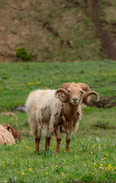 喀拉峻大草原的羊