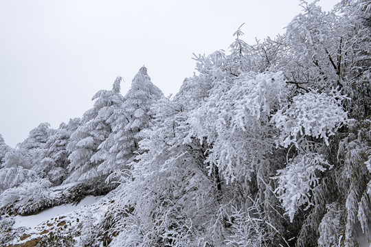 雪景