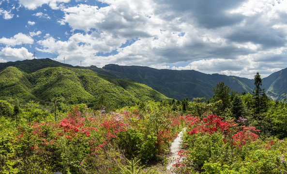 杜鹃花