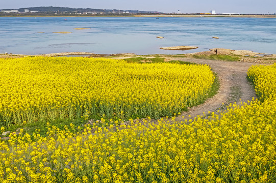 油菜花海