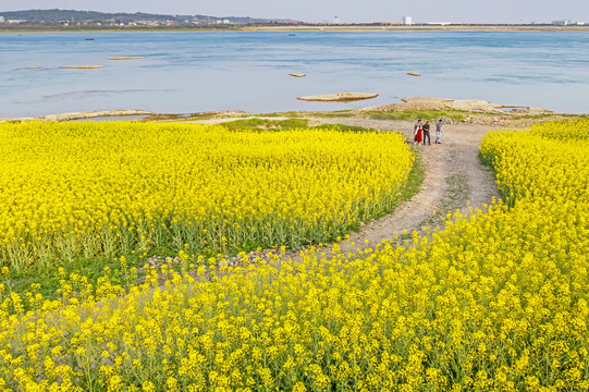 油菜花海