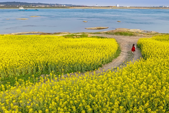 油菜花海