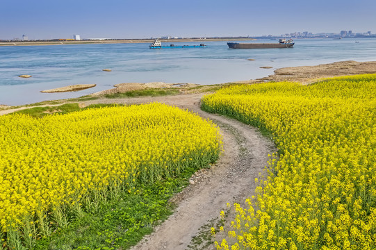 油菜花海