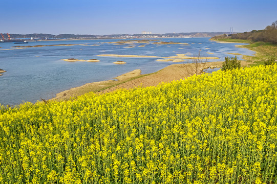 油菜花海